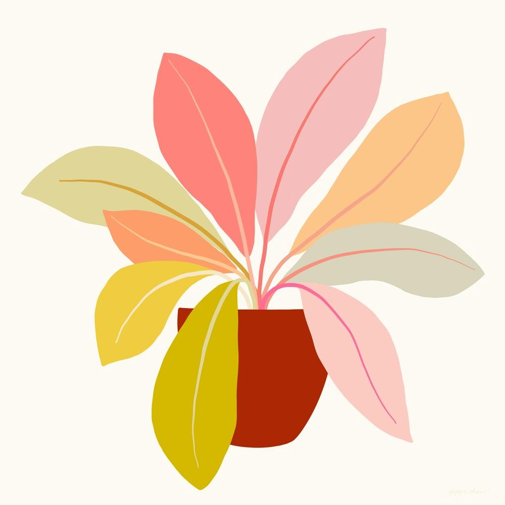 Birds Nest Fern Square