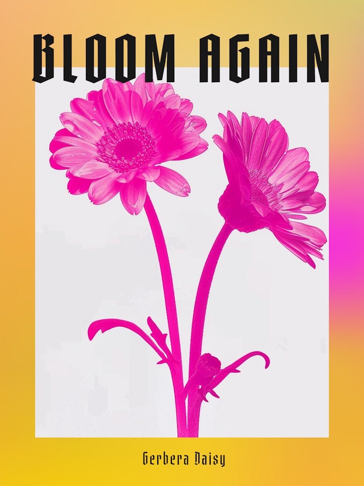 Hot Pink Gerbera Daisy 2 Poster