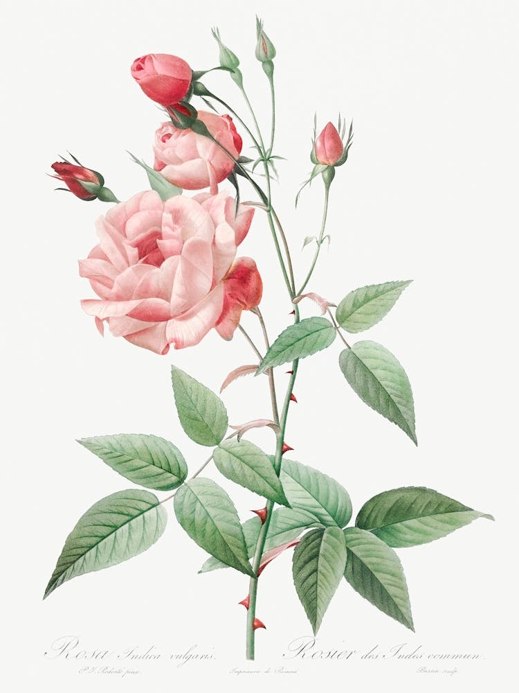 Old Blush China, Pierre Joseph Redoute