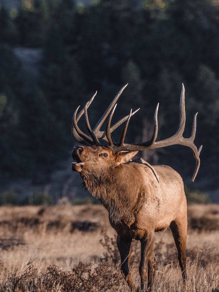Bugling Elk