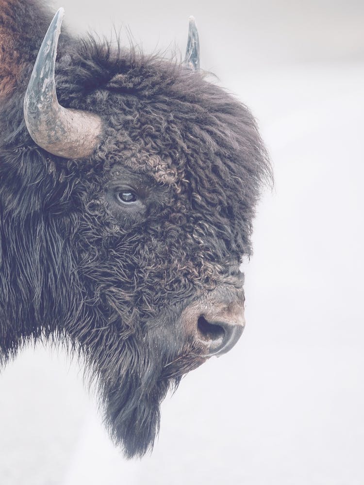 Bison Horns