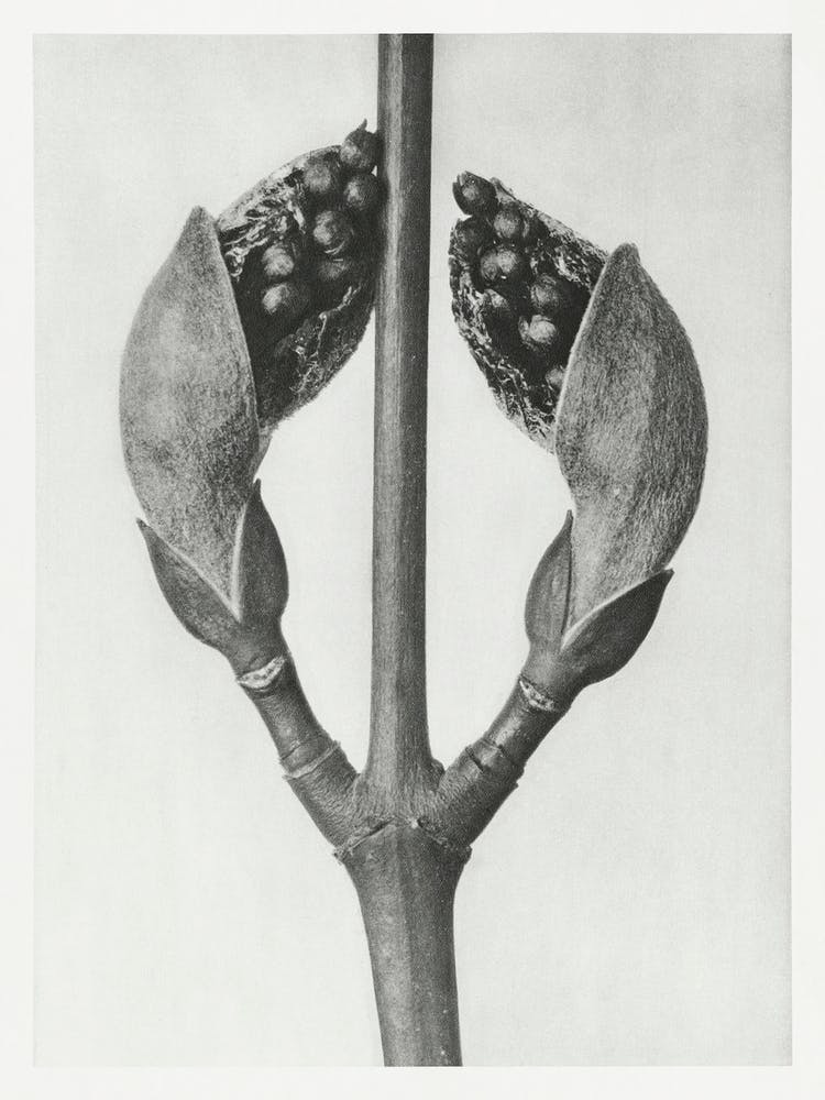 Maple Tree (1928), Karl Blossfeldt