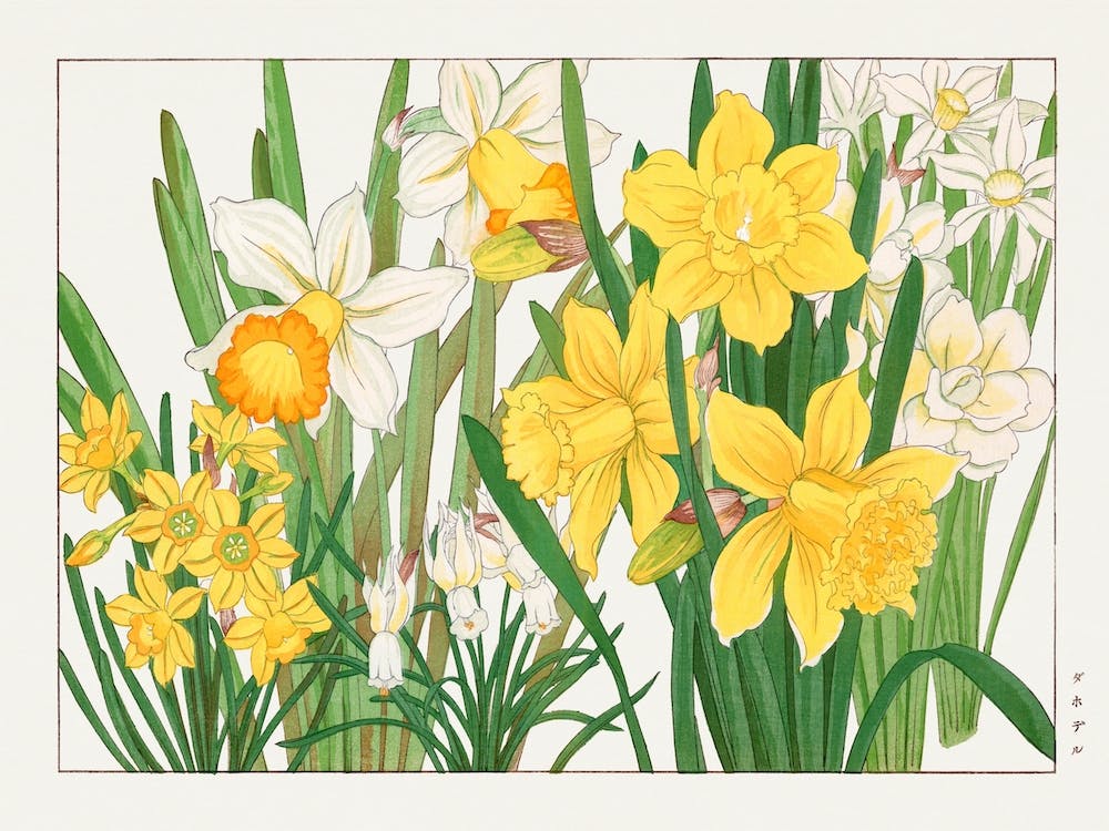 Daffodil Woodblock Painting, Tanigami Kônan