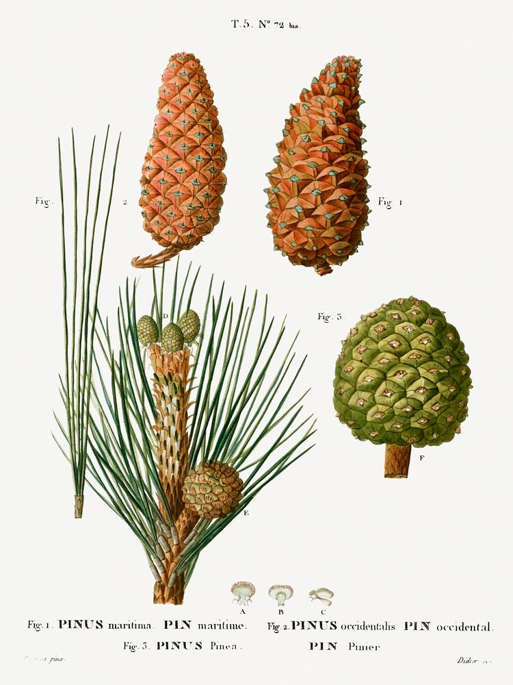 Maritime Pine, Pierre Joseph Redoute