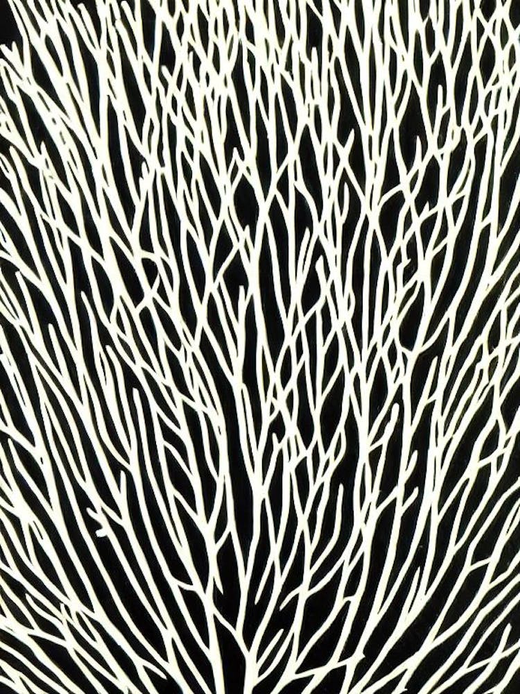 Acropora Intermedia Iii Linocut