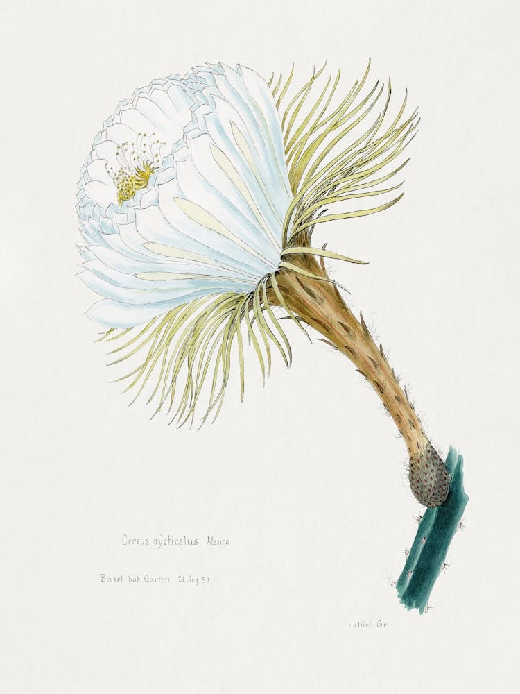 Snake Cactus Flower, Familie Der Cacteen