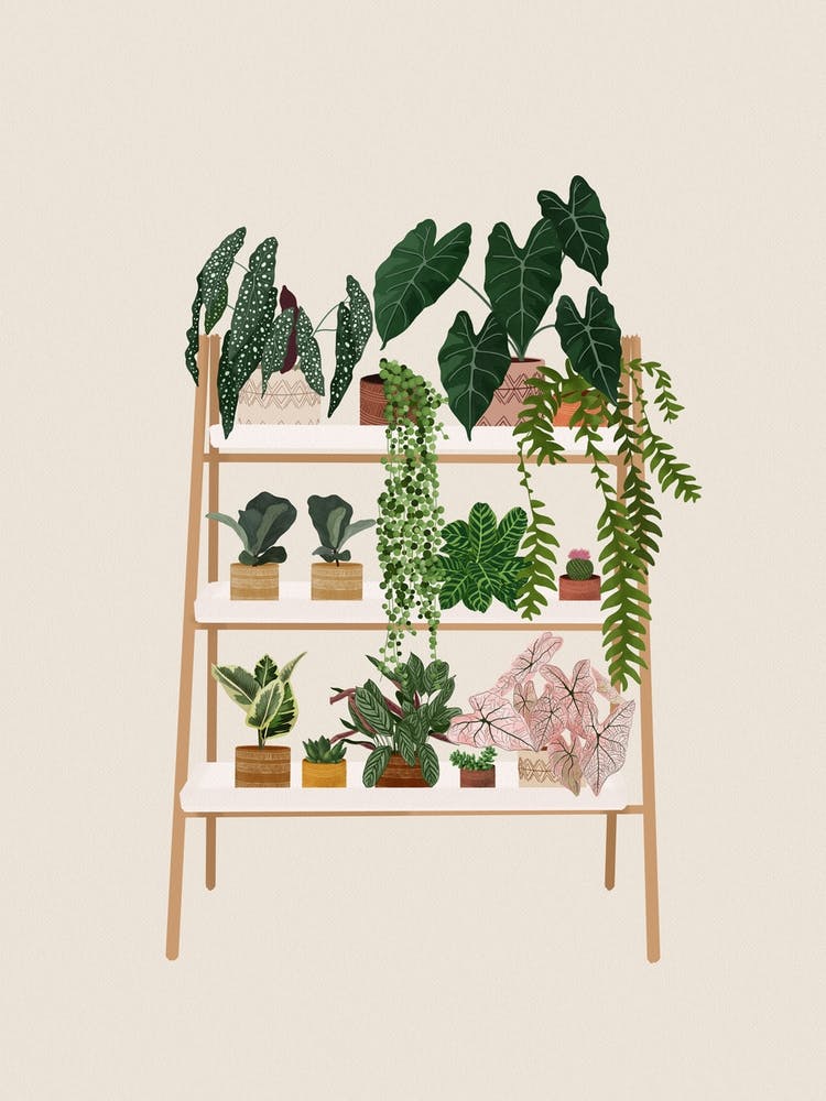 Plant Shelf