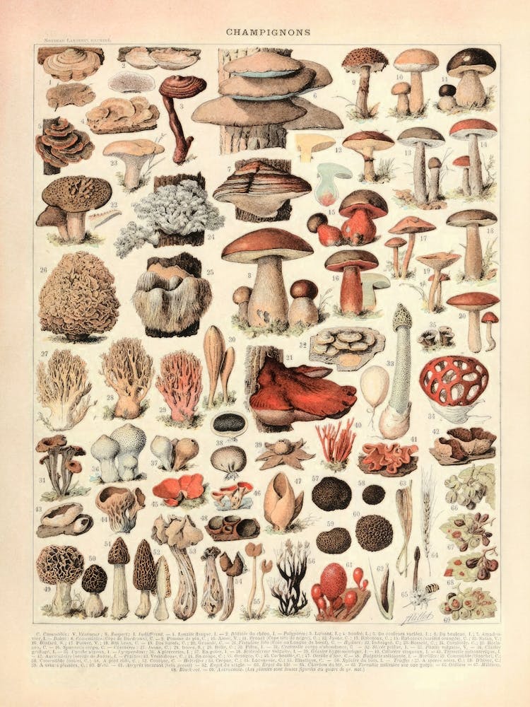 Antique Mushroom Poster - Vintage Nature Illustration Botanical Wall Decor