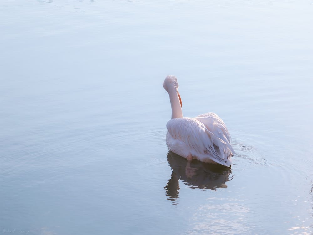 Blue Water Pink Pelican