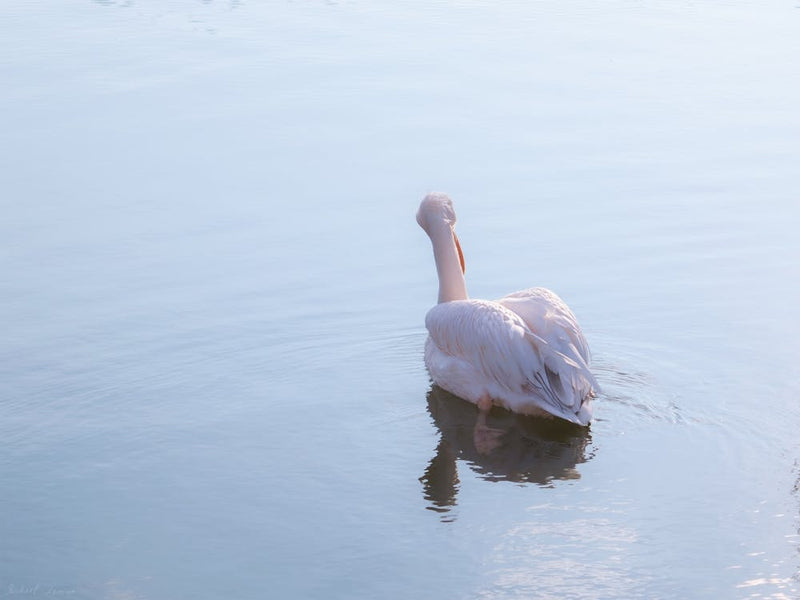 Blue Water Pink Pelican