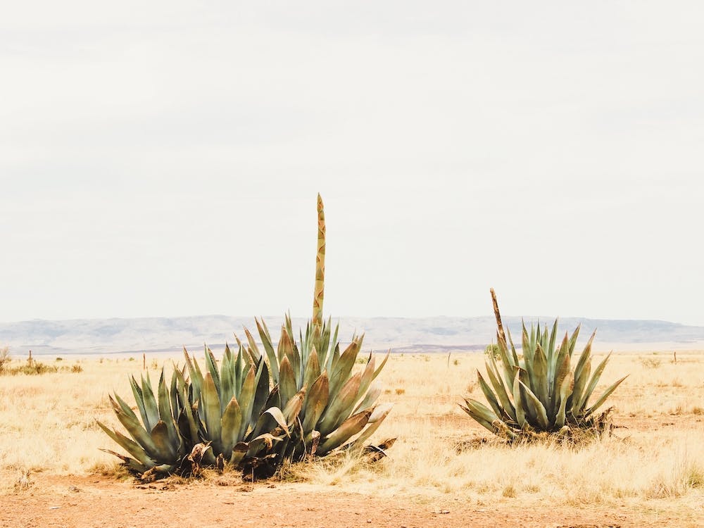 Desert Yucca Plants