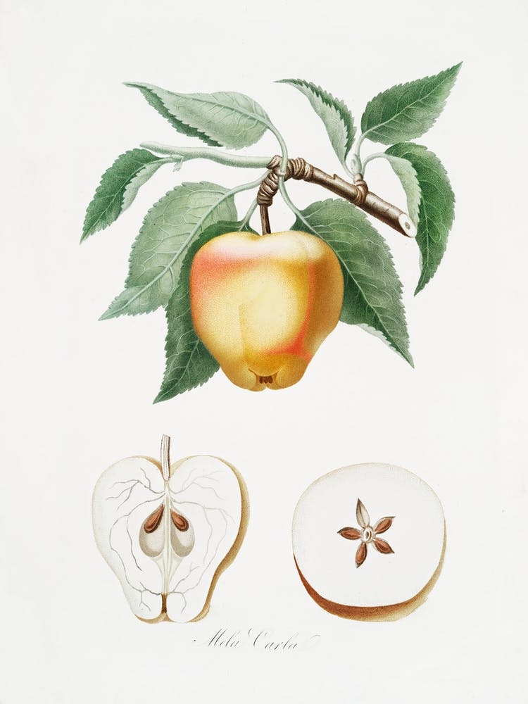 Carla Apple (Melo Carlo) From Pomona Italiana (1817 - 1839), Giorgio Gallesio