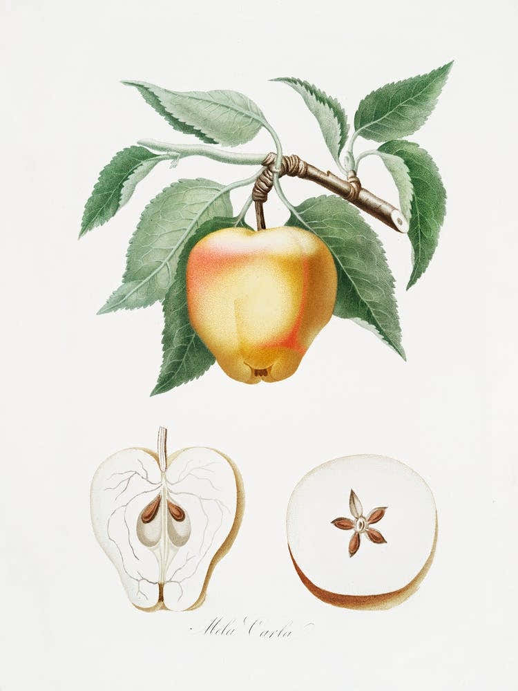 Carla Apple (Melo Carlo) From Pomona Italiana (1817 - 1839), Giorgio Gallesio