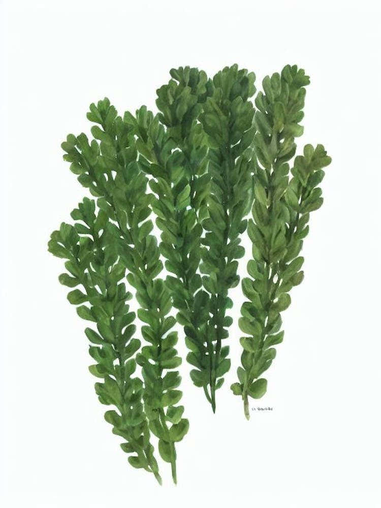 Clubmoss (Selaginella Kraussiana) Watercolor