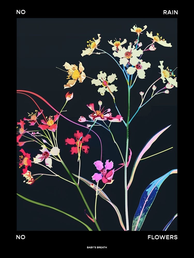No Rain No Flowers Poster Babys Breath 4