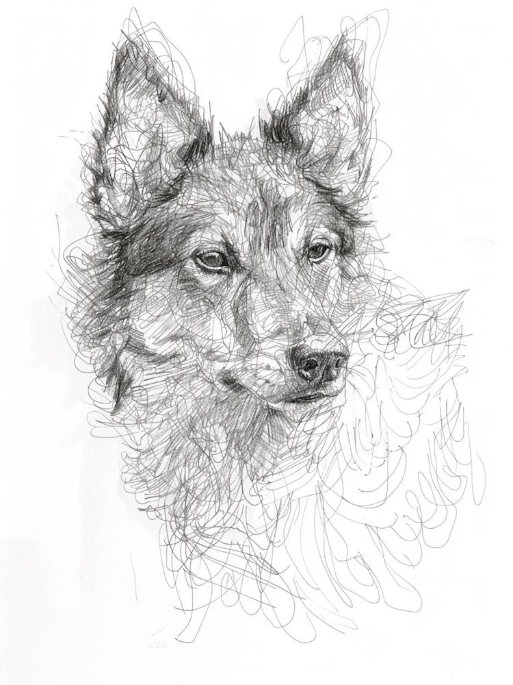 Furry Wire Haired Dog Line Sketch 3