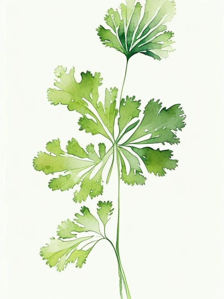 Parsley Leaf Minimalist Watercolour 1