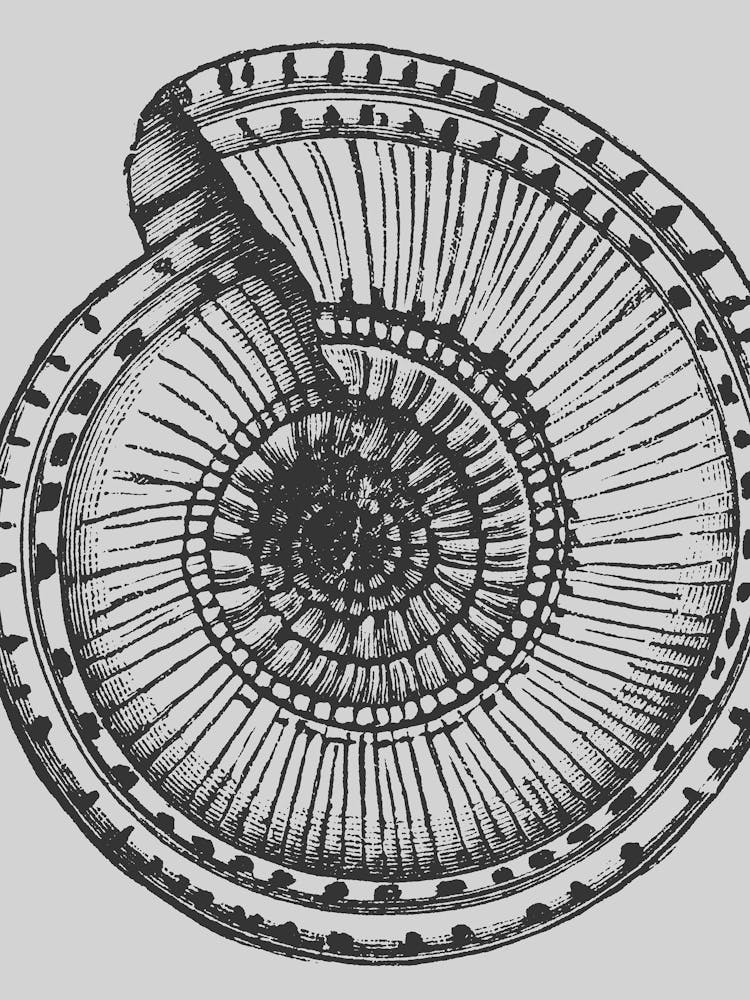 Spiral Shell 1