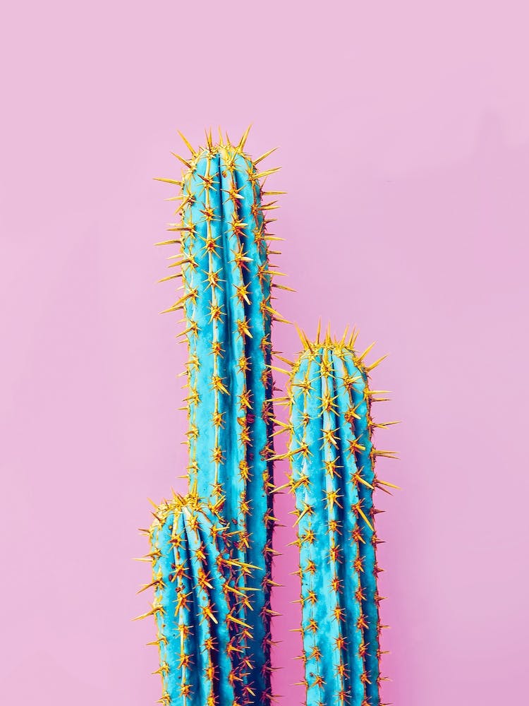 Fluro Cactus In
