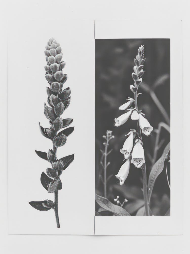 Foxglove Flower Photo Collage 1