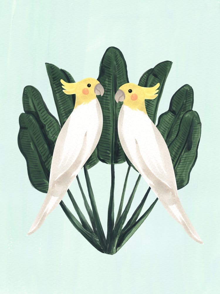 Cockatiels