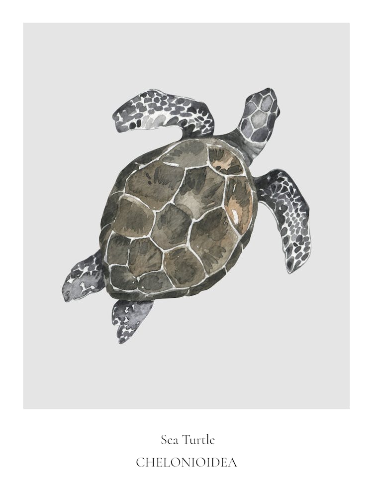Sea Turtle Chelonia