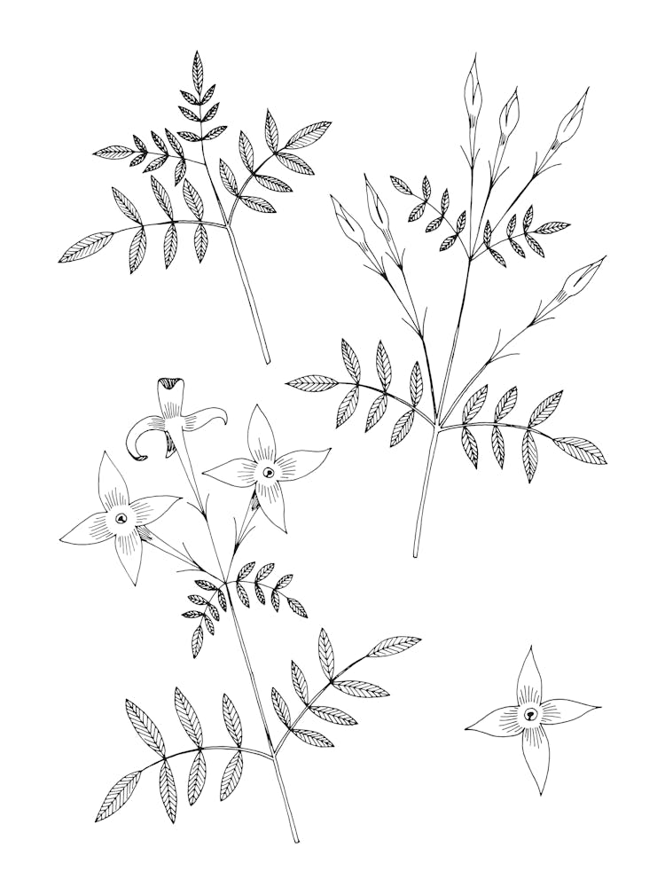 Fleurs de Jasmin sur Blanc