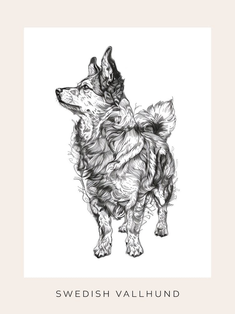 Swedish Vallhund Dog Line Sketch 2 Poster