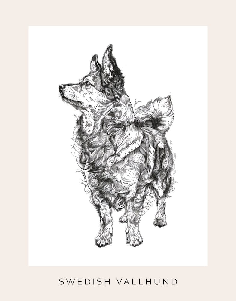 Swedish Vallhund Dog Line Sketch 2 Poster