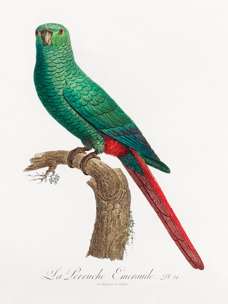 The Emerald Parakeet From Natural History Of Parrots, Francois Levaillant