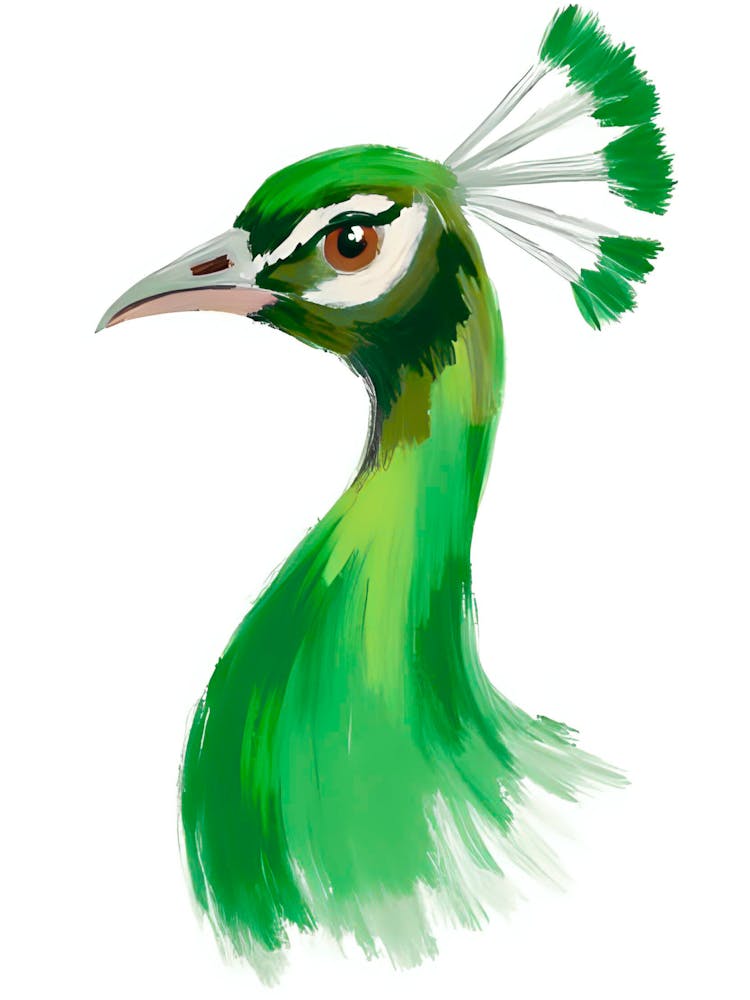 Peacock 55