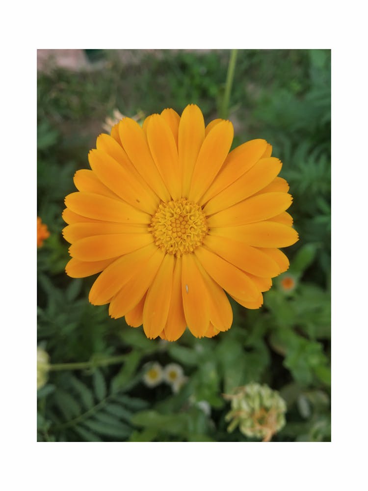 Orange Daisy