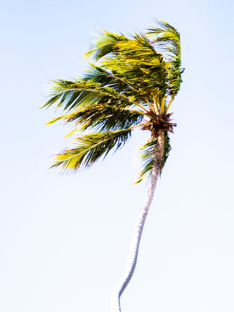 Palm Tree
