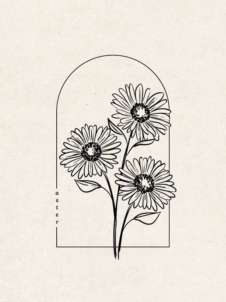 Aster Flower