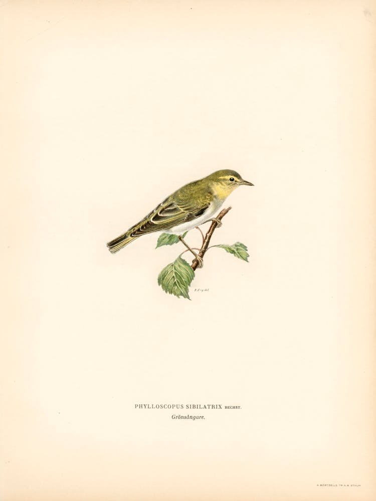 Wood Warbler, The Von Wright Brothers