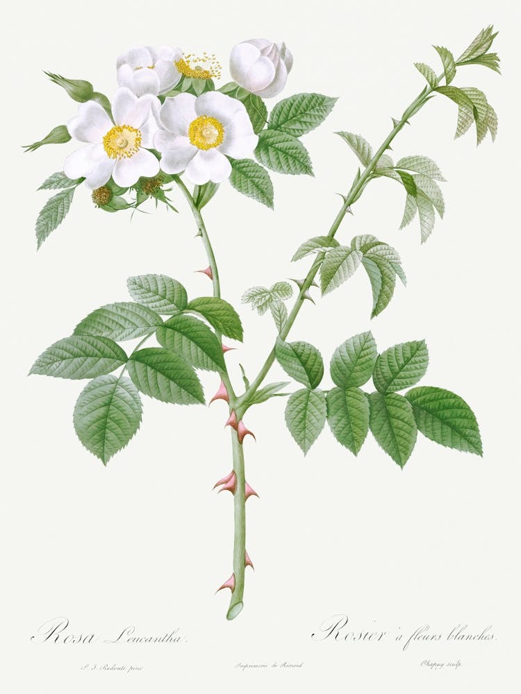 White Flowered Rose, Pierre Joseph Redoute