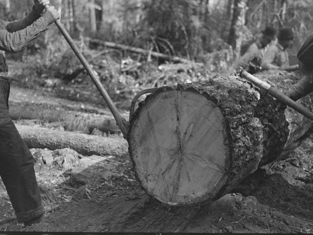 Use Of Peaveys In Manipulating Timber At Camp Near Effie, Minnesota By Russell Lee