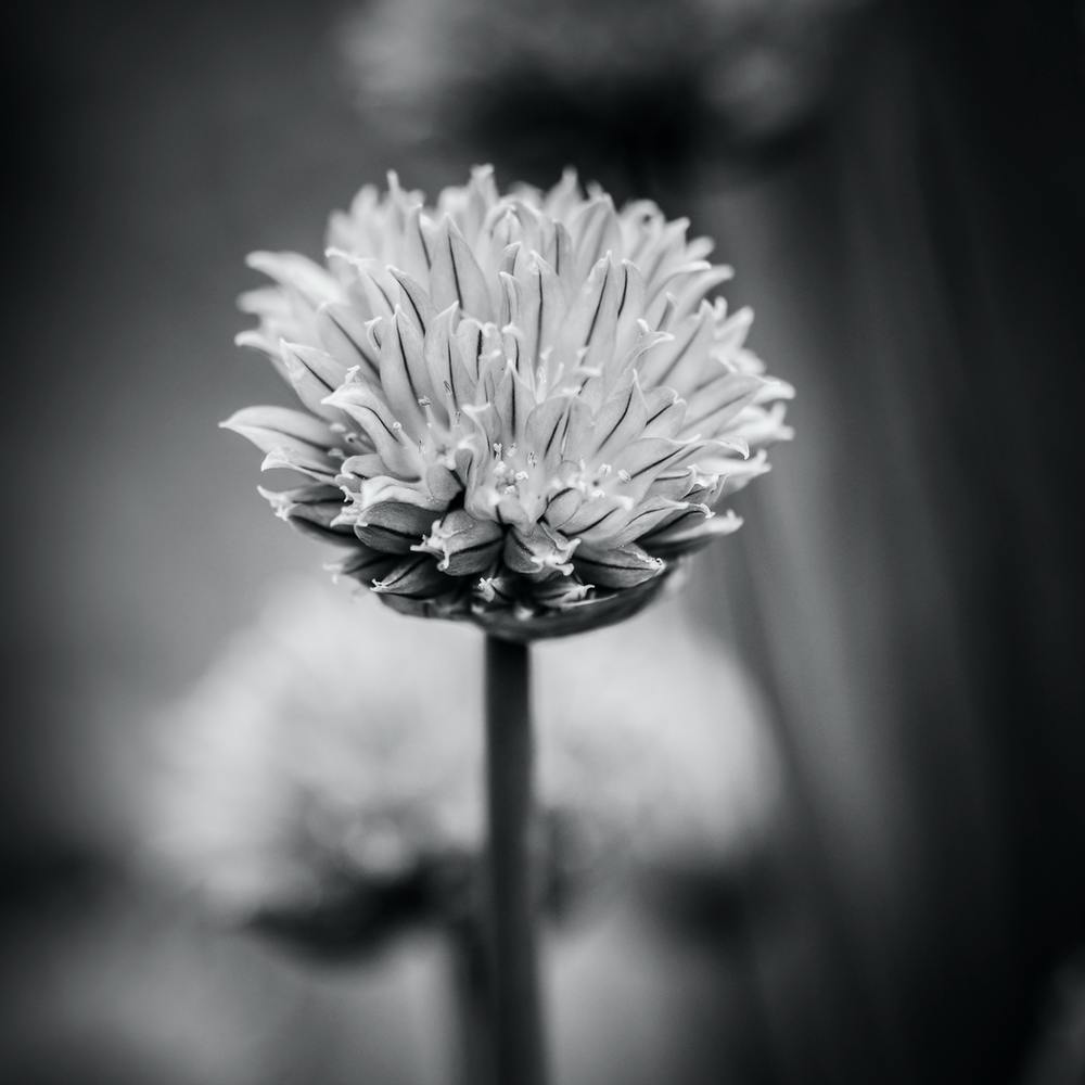 All Alone With My Thoughts Black And White