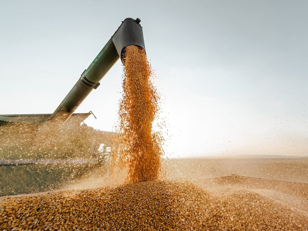 Corn Harvest Season