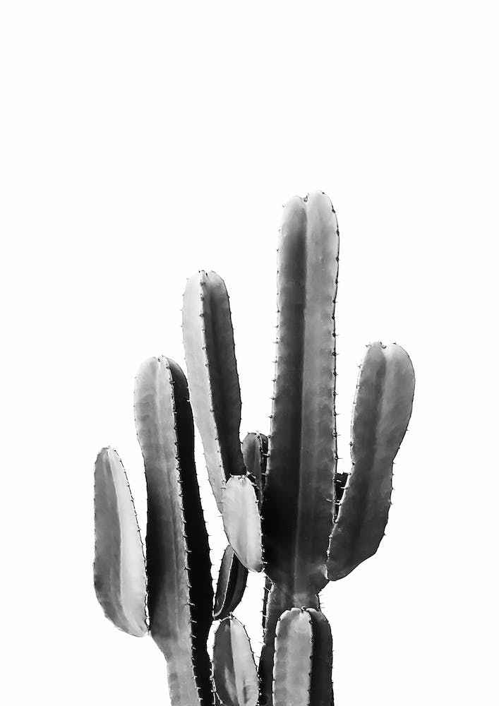 Black Cactus