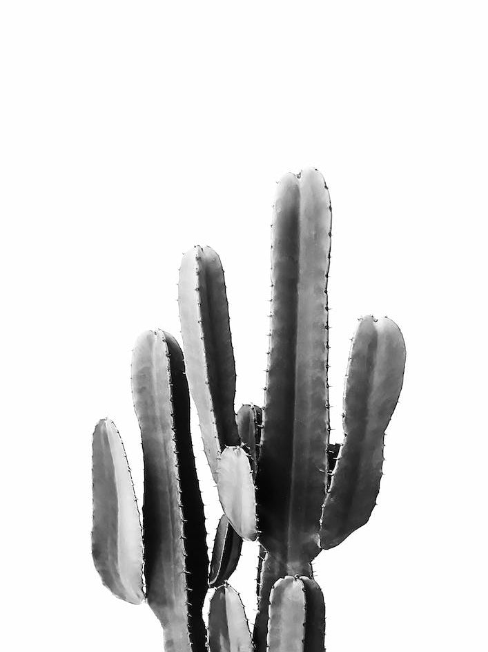 Black Cactus