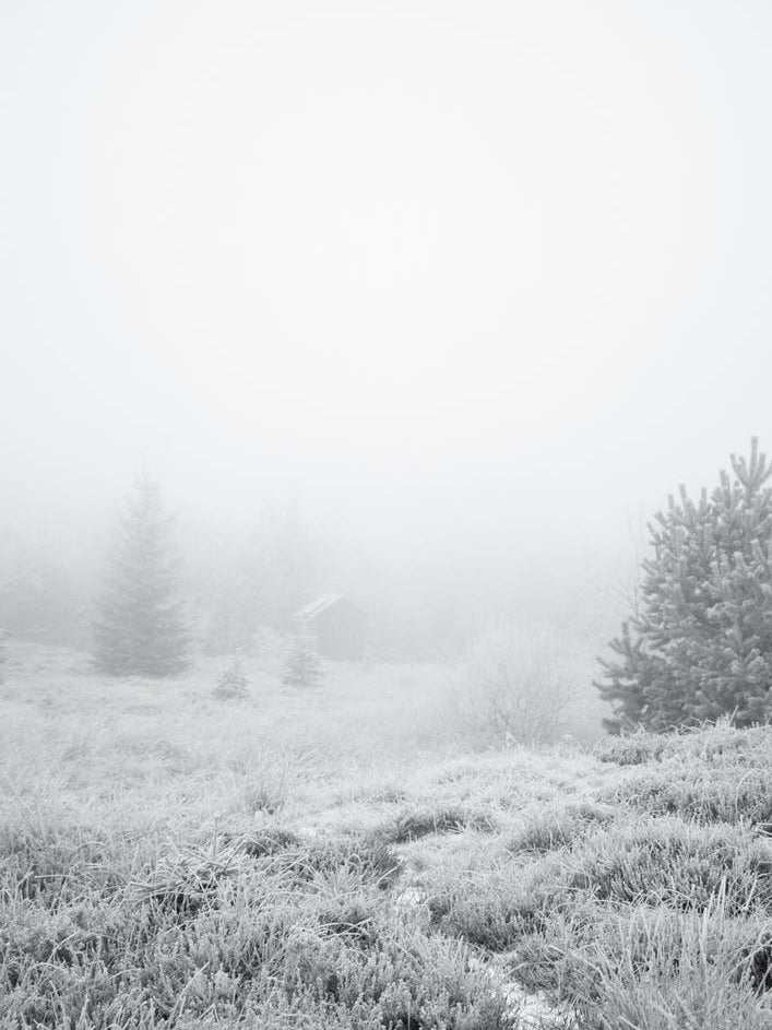 The House In The Forest