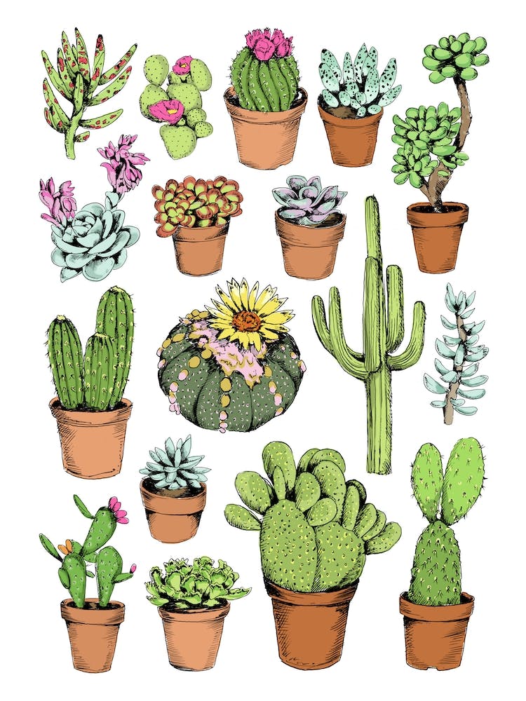 Cacti