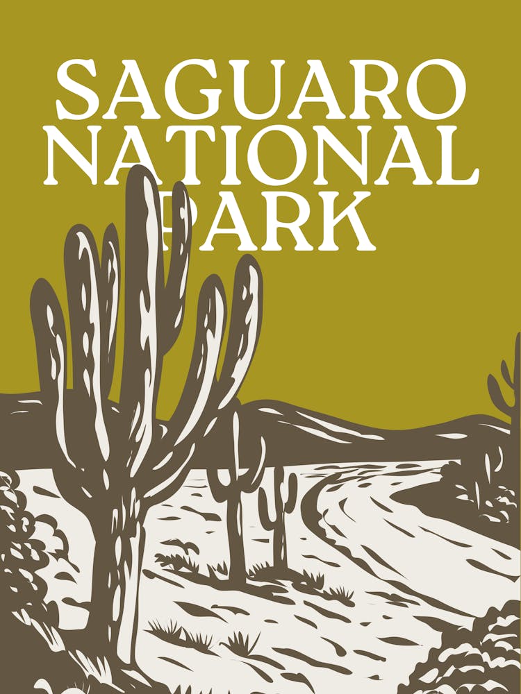 Saguaro National Park | Arizona Desert Travel Landscape Scenery