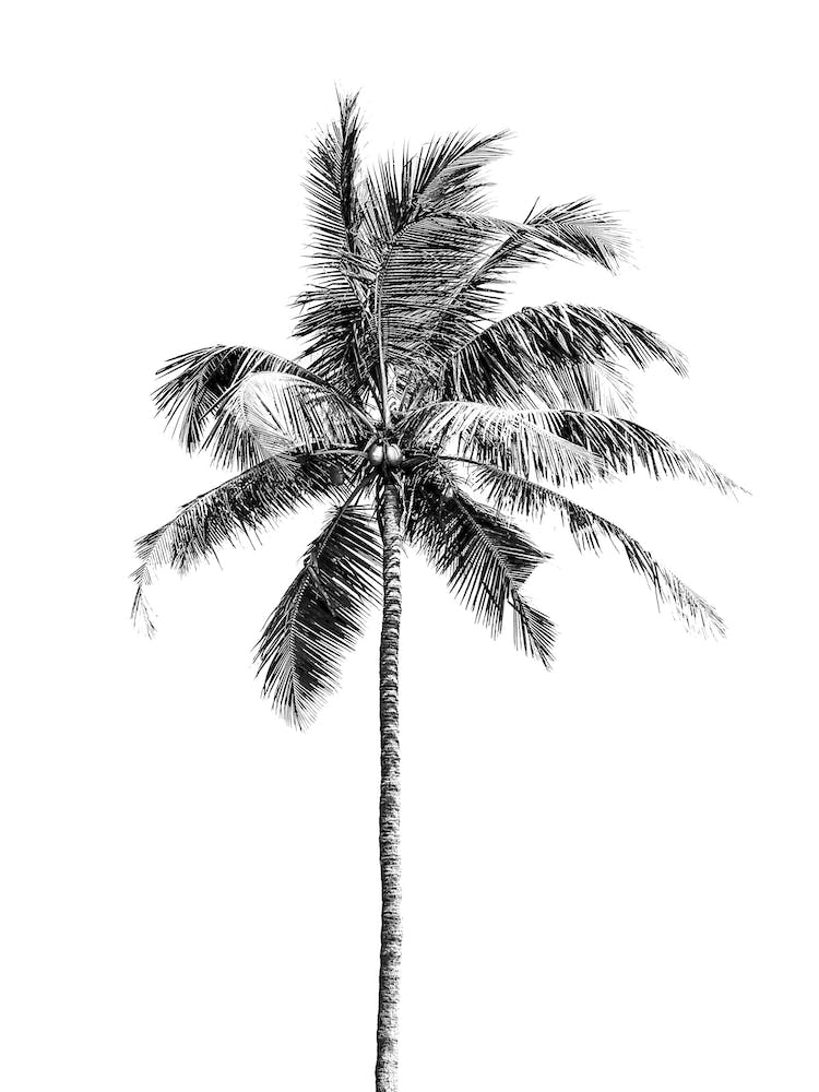 Palm Tree