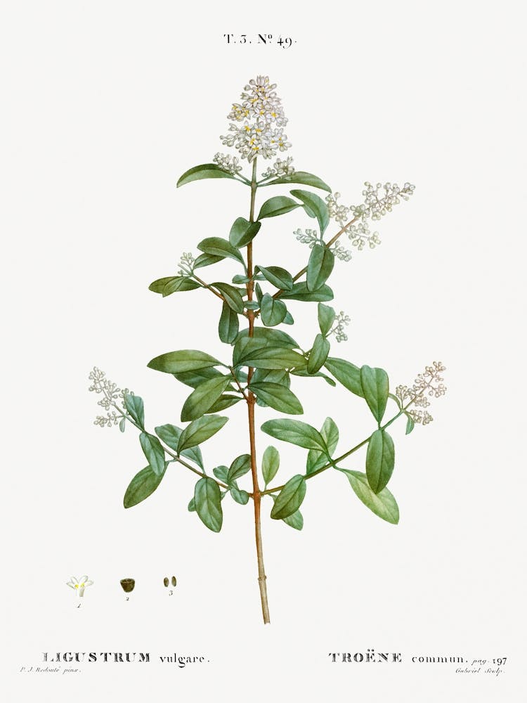 Wild Privet, Pierre Joseph Redoute