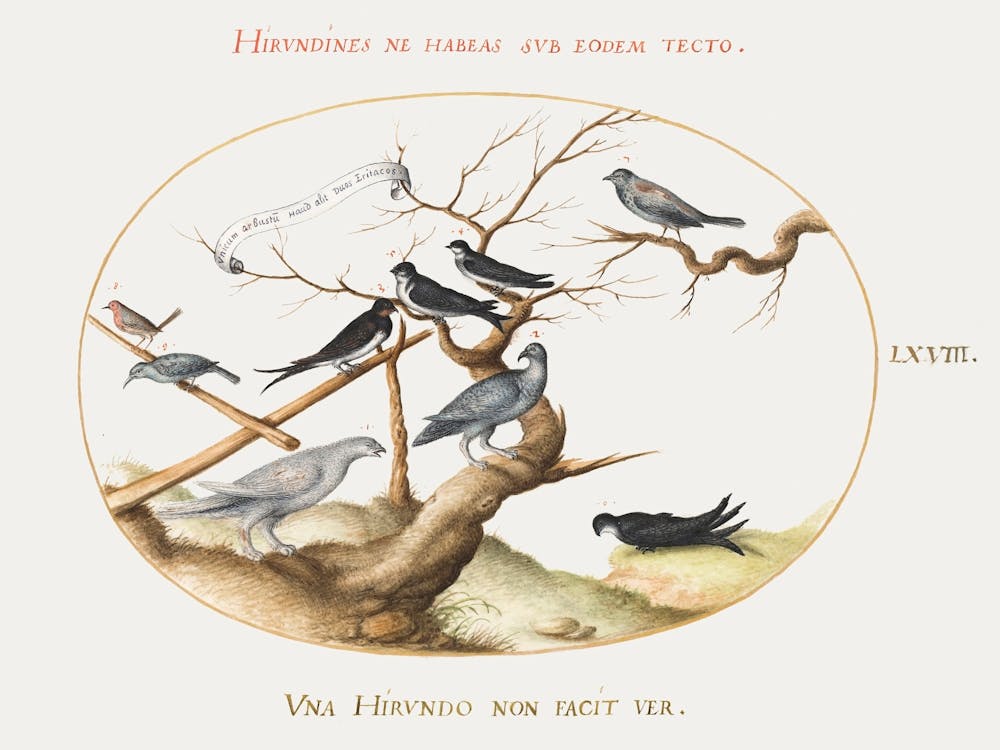 Ptarmigan, Swallows And Other Birds (1575–1580), Joris Hoefnagel