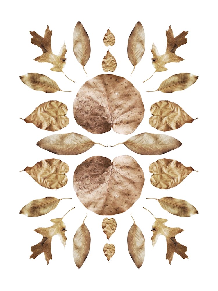 Golden Leaves 