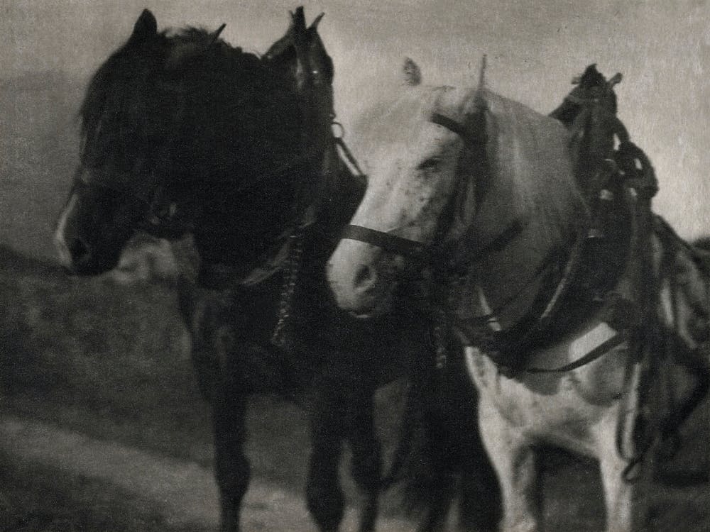 Horses During 20th Century, Alfred Stieglitz