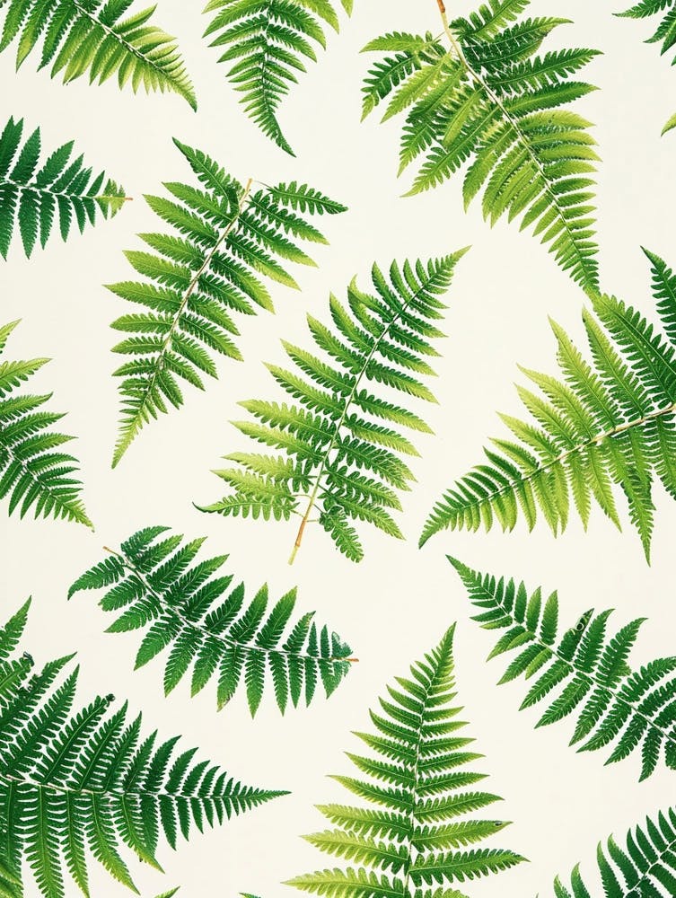 Pattern Poster Rabbits Foot Fern 2